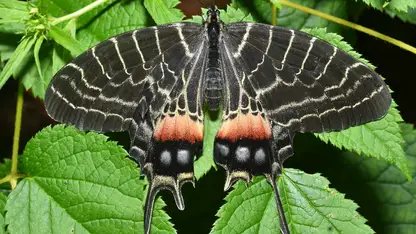 Dragon Tree Butterfly Park