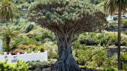 Drago de Icod de los Vinos