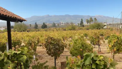 Reverón Wines