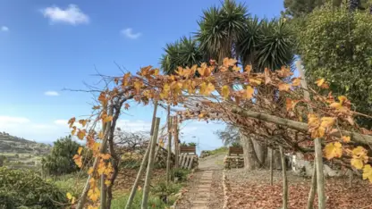 Guachinche El Miradero